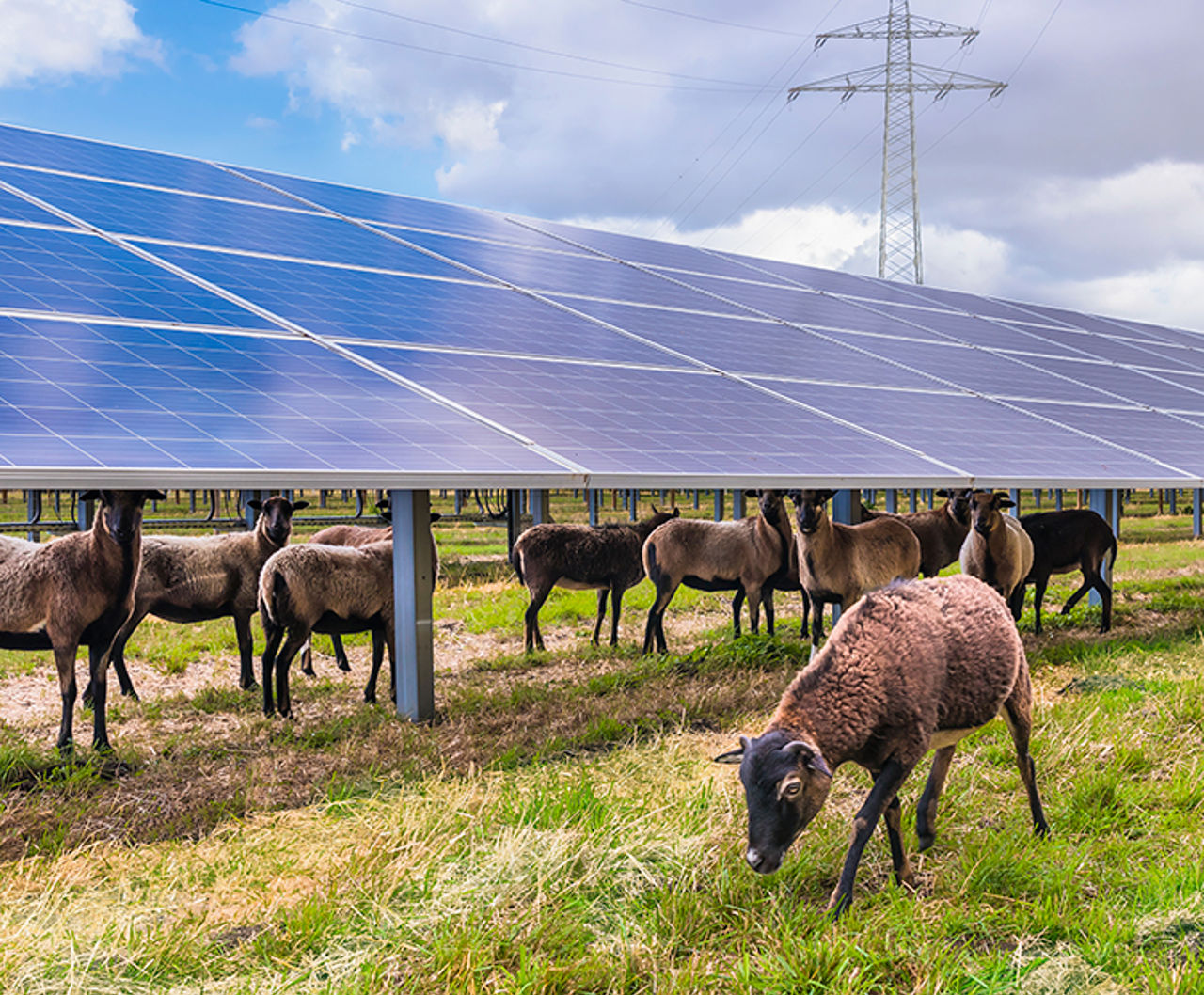 solar panels and employees